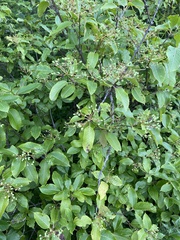 Viburnum cassinoides image