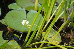Sagittaria rigida