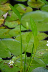 Sagittaria rigida