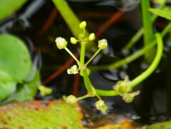 Sagittaria rigida