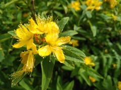 Hypericum foliosum