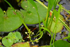 Sagittaria rigida