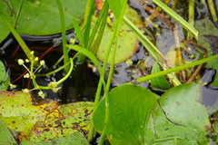 Sagittaria rigida