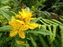 Hypericum foliosum
