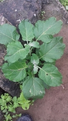 Nicotiana paniculata