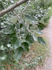 Populus alba