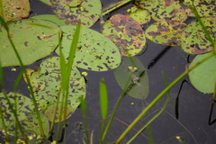 Sagittaria rigida