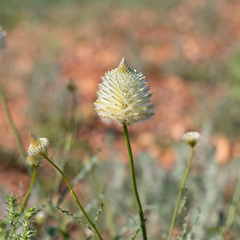 Ptilotus xerophilus