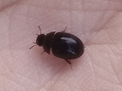 Coelostoma orbiculare