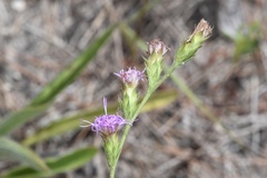 Liatris tenuis