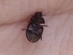 Coelostoma orbiculare