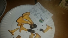 Cantharellus velutinus
