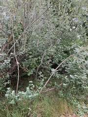 Populus alba