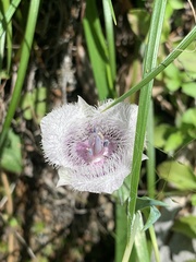 Calochortus elegans
