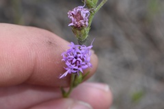 Liatris tenuis