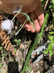Calochortus elegans