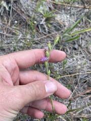 Liatris tenuis