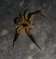 Xysticus texanus