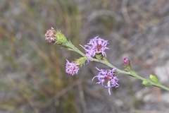 Liatris tenuis