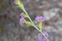 Liatris tenuis