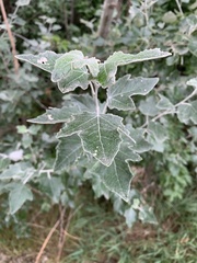 Populus alba