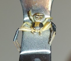 Xysticus texanus