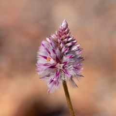 Ptilotus leucocoma