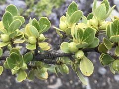 Coprosma montana