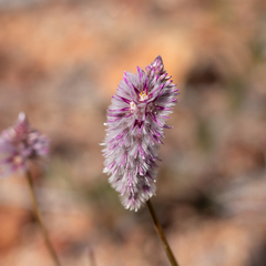 Ptilotus leucocoma