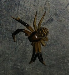 Xysticus texanus