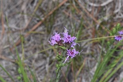 Liatris tenuis