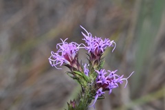 Liatris tenuis