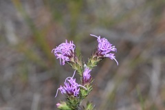 Liatris tenuis