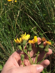 Sonchus arvensis arvensis