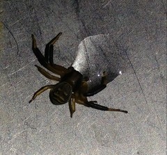 Xysticus texanus