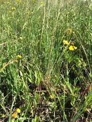 Sonchus arvensis arvensis