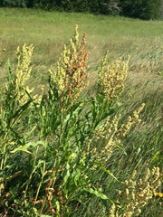 Rumex pallidus