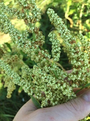 Rumex pallidus