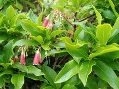 Vaccinium cylindraceum
