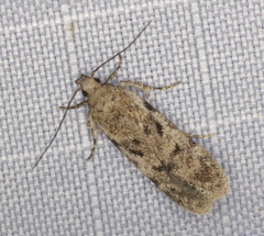 Chionodes thoraceochrella