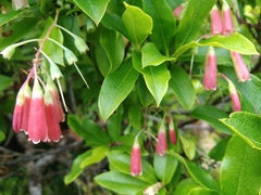 Vaccinium cylindraceum