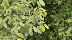Apeiba tibourbou