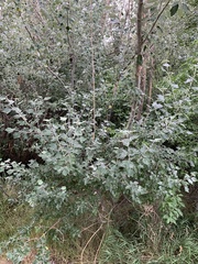 Populus alba