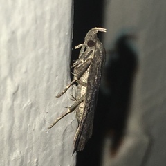 Phalaenostola hanhami