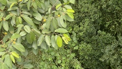 Apeiba tibourbou