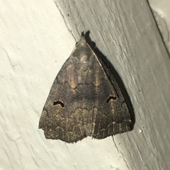 Phalaenostola hanhami