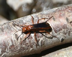 Tachypompilus unicolor