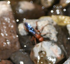 Tachypompilus unicolor
