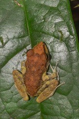 Pristimantis zeuctotylus