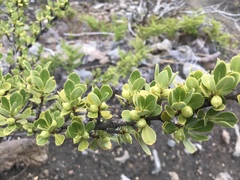 Coprosma montana